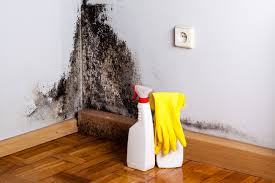 Professional Mold Removal & Remediation in Winchester, IL